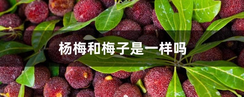 杨梅和梅子是一样吗