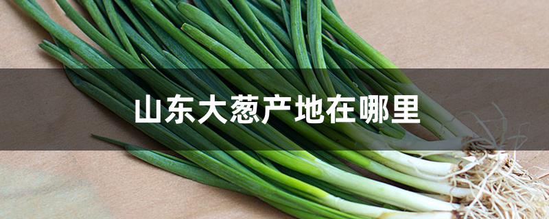 山东大葱产地在哪里