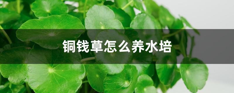 铜钱草怎么养水培