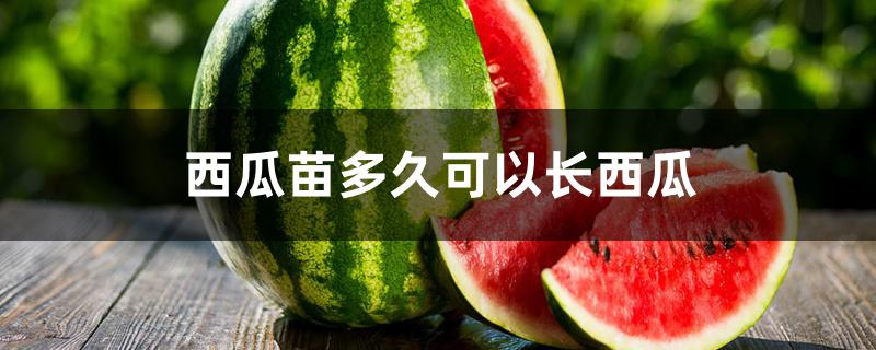 西瓜苗多久可以长西瓜