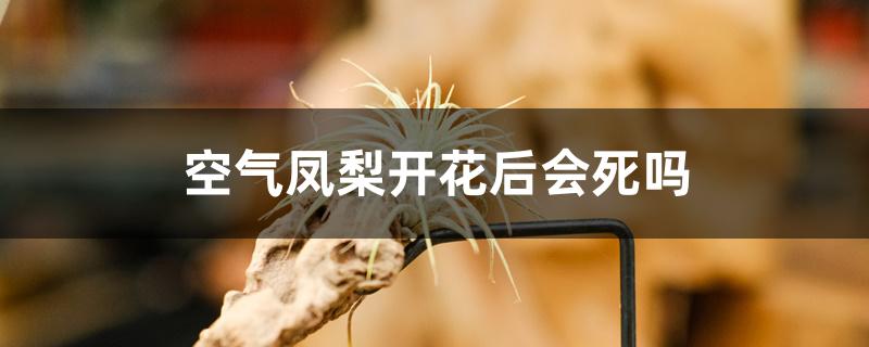 空气凤梨开花后会死吗