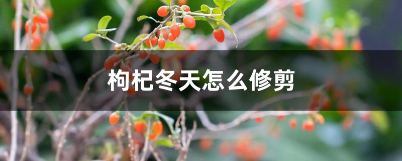 枸杞冬天怎么修剪