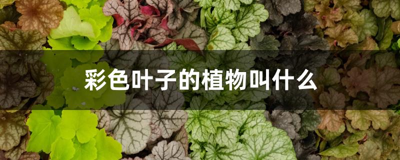 彩色叶子的植物叫什么