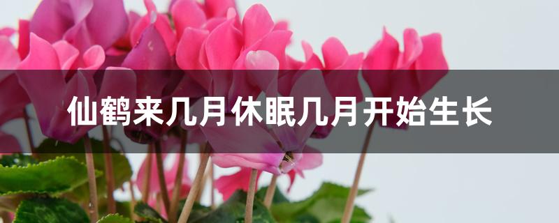 仙鹤来几月休眠几月开始生长