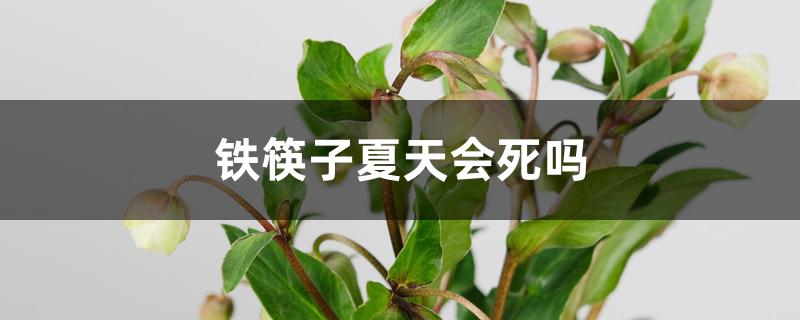 铁筷子夏天会死吗