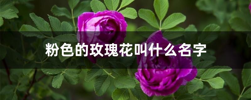 粉色的玫瑰花叫什么名字