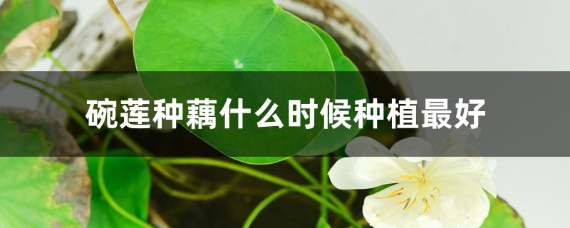 碗莲种藕什么时候种植最好