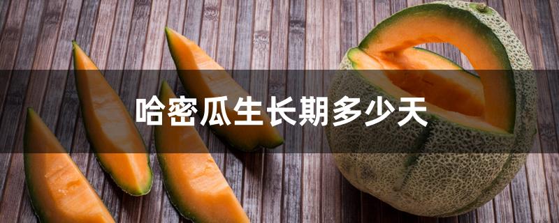 哈密瓜生长期多少天