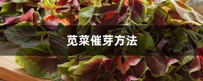 苋菜催芽方法