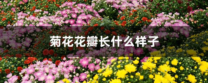 菊花花瓣长什么样子