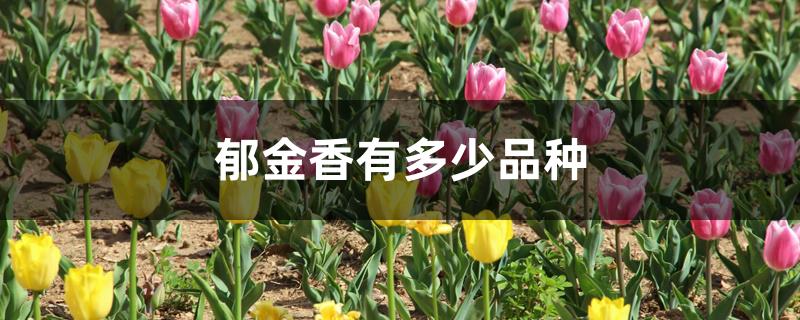 郁金香有多少品种