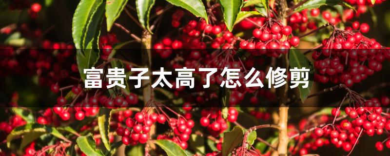 富贵子太高了怎么修剪