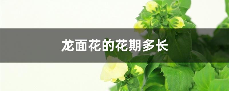 龙面花的花期多长
