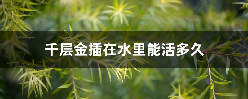 千层金插在水里能活多久