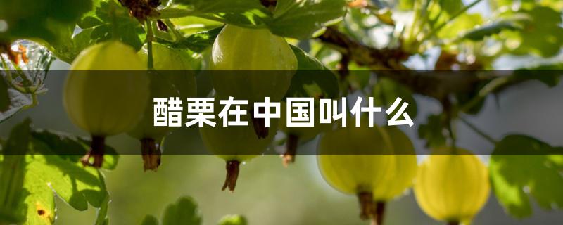 醋栗在中国叫什么