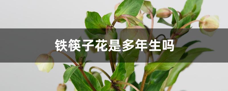 铁筷子花是多年生吗