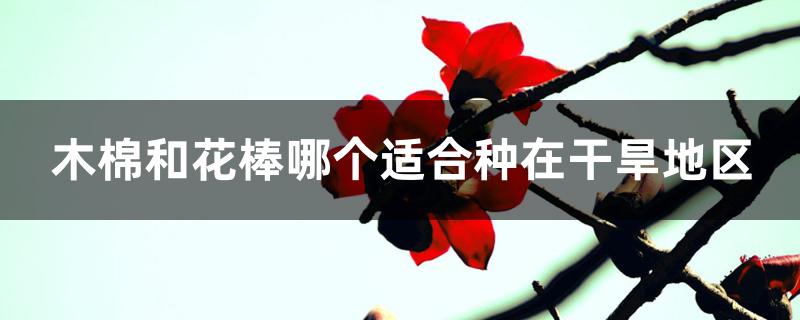 木棉和花棒哪个适合种在干旱地区