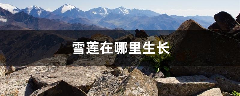 雪莲在哪里生长