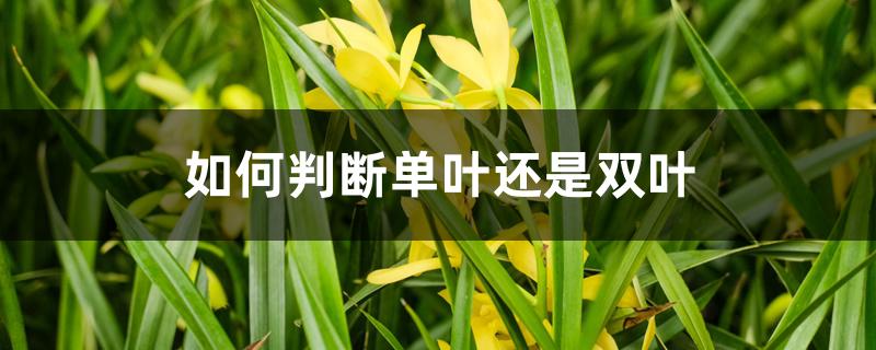 如何判断单叶还是双叶