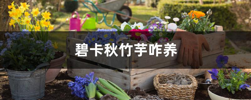 碧卡秋竹芋咋养