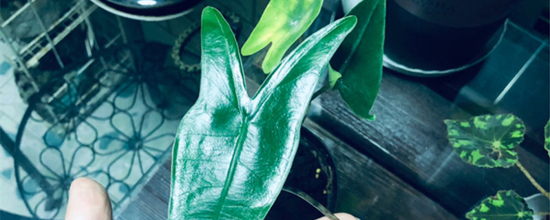 萨利安海芋怎么养