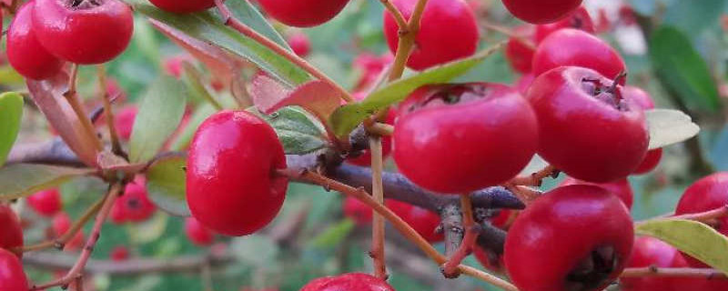 冬红果盆景怎样养殖