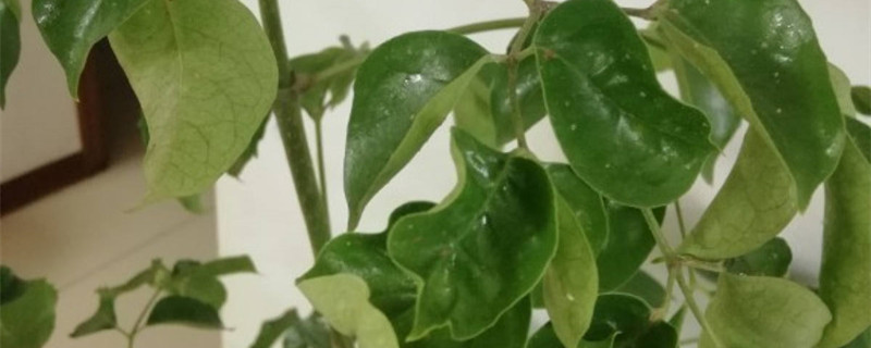 幌伞枫的养殖方法和注意事项