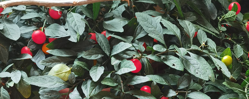 看樱桃盆景怎么养殖