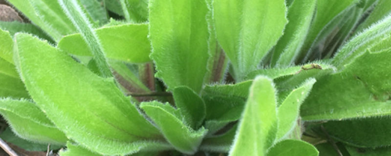 车前草是什么植物