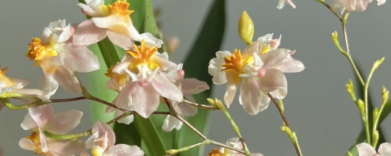 梦香兰有毒吗 能在室内养吗