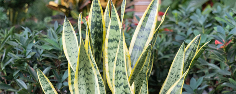 虎皮兰金边为什么消失