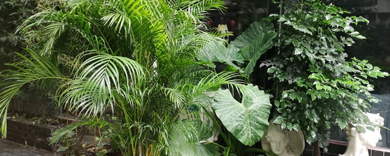 夏威夷竹适合什么肥料