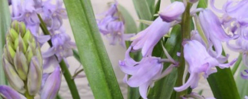 蓝铃花需要春化吗