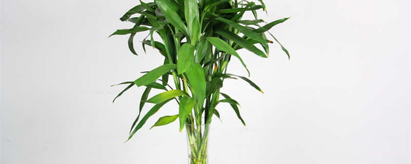 寓意好的植物有哪些