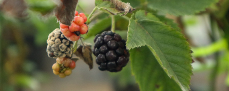 不怕水淹的果树有哪几种