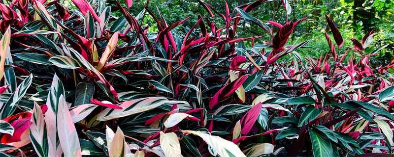 紫背竹芋用什么土养