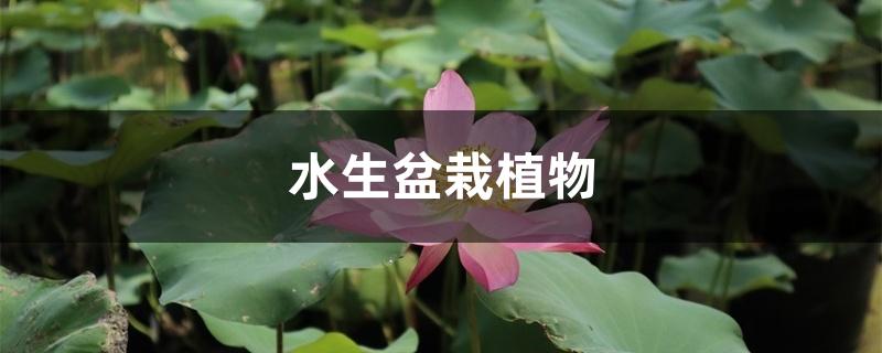 水生盆栽植物有哪些