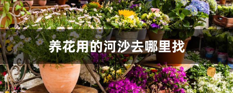 养花用的河沙去哪里找
