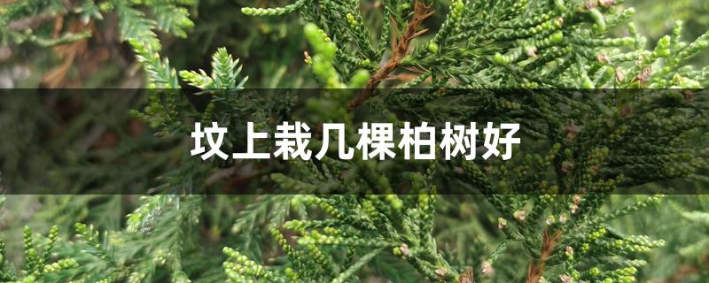 坟上栽几棵柏树好