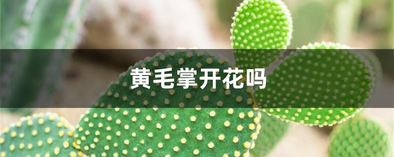 黄毛掌开花吗