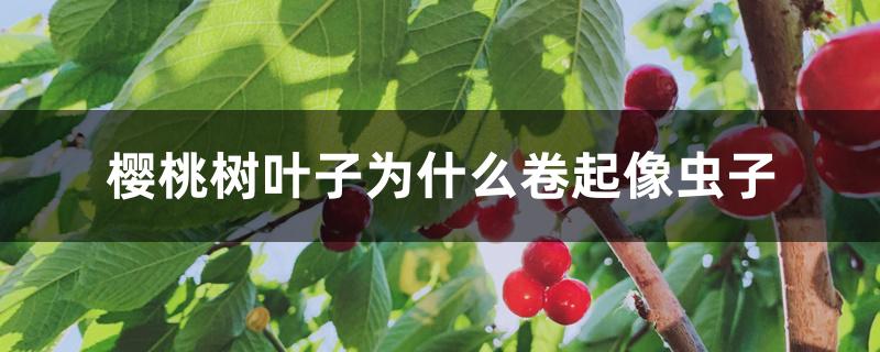 樱桃树叶子为什么卷起像虫子