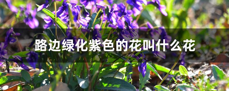路边绿化紫色的花叫什么花
