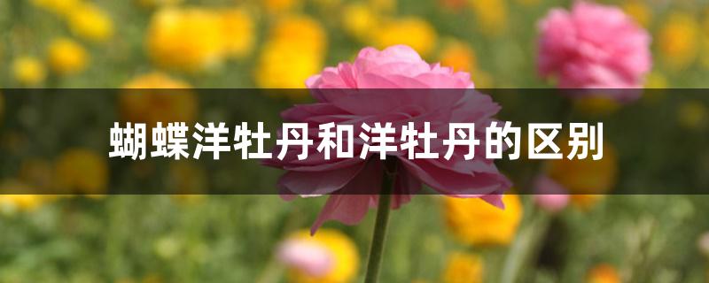 蝴蝶洋牡丹和洋牡丹的区别