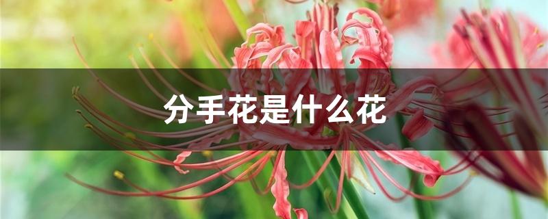 分手花是什么花
