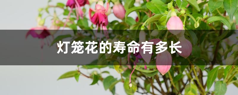 灯笼花的寿命有多长