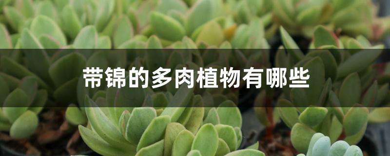 带锦的多肉植物有哪些