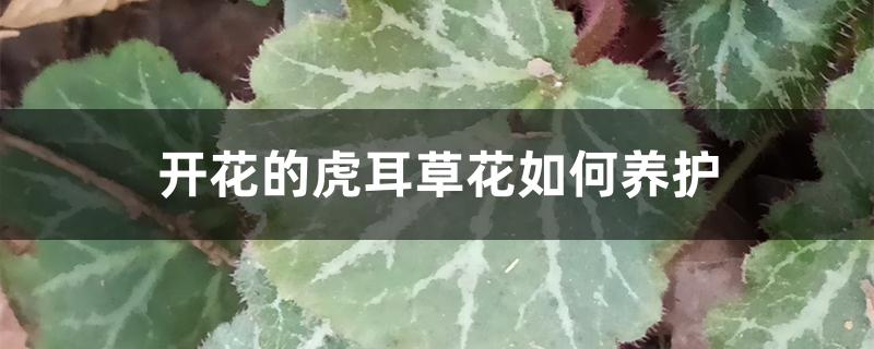 开花的虎耳草花如何养护