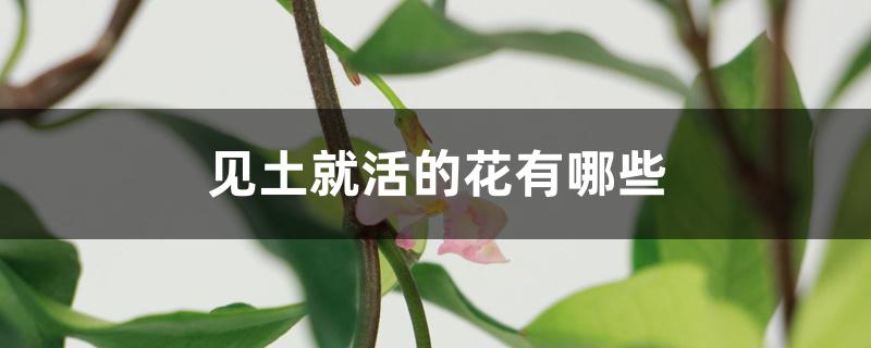 见土就活的花有哪些