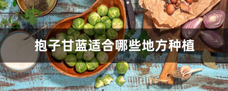 抱子甘蓝适合哪些地方种植