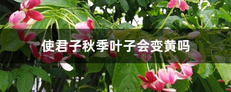 使君子秋季叶子会变黄吗